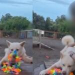 Mais um: tutora soube por vídeo que cão também foi agredido em creche de MS