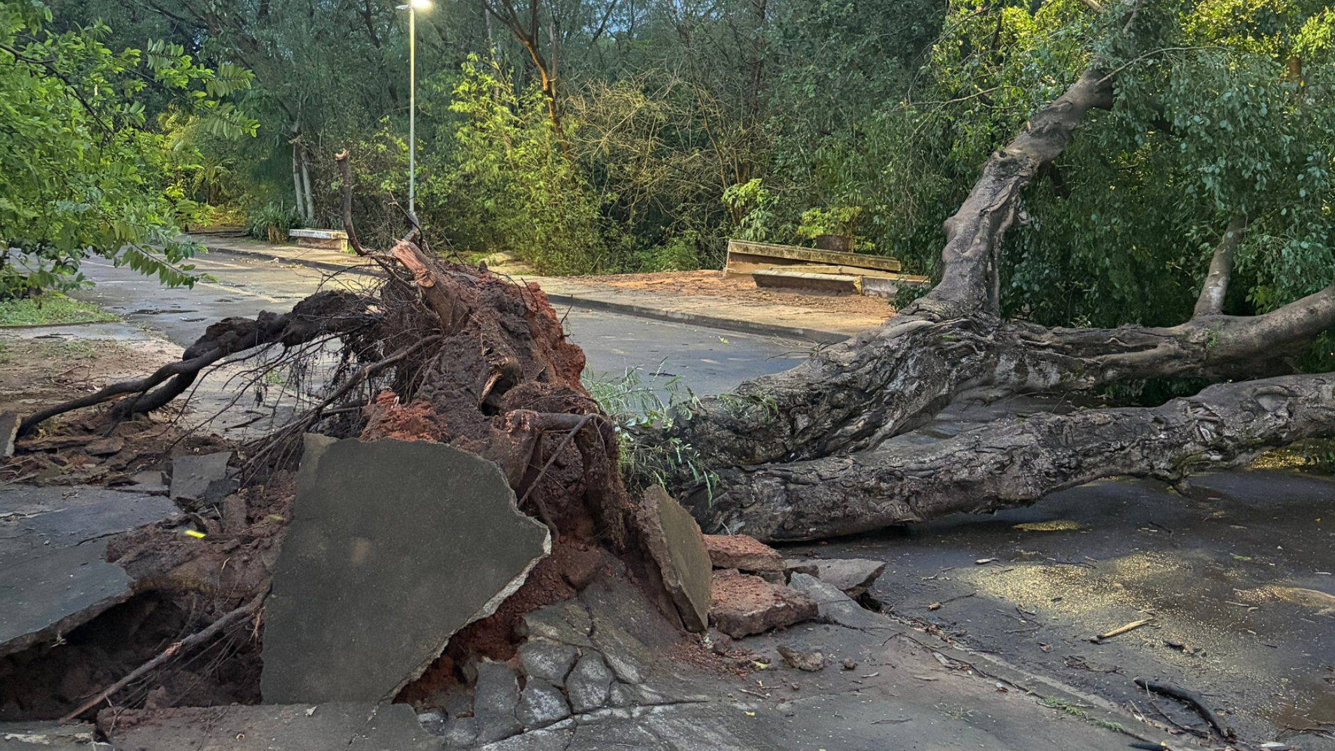 Queda de árvore em Rio Verde de MT
