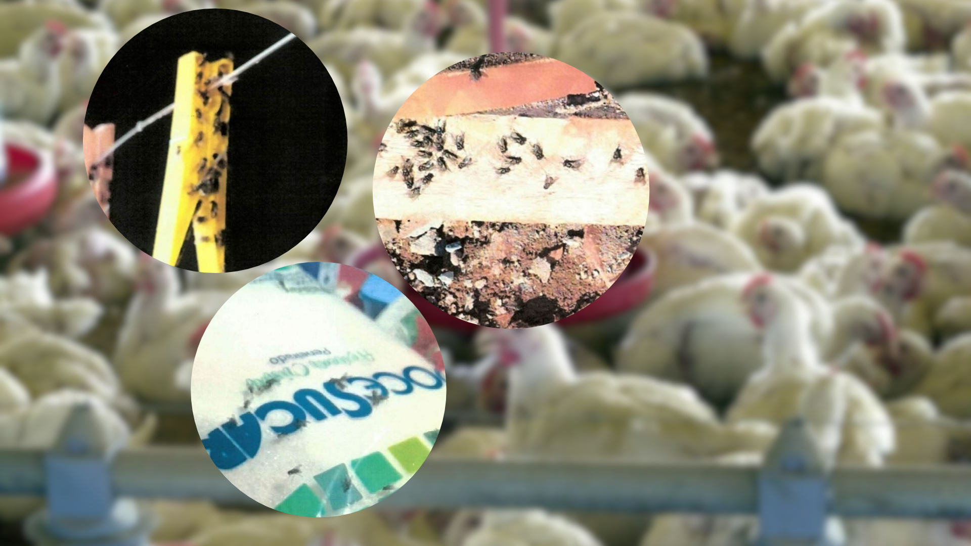 Infestação de mosca em granja