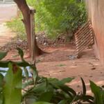 Vizinho lamenta morte de idoso durante poda de árvore em Campo Grande: ‘Coração bom’