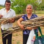 Dia de Campo da Mandioca apresenta novas tecnologias para aumentar a produtividade rural