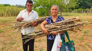Dia de Campo da Mandioca apresenta novas tecnologias para aumentar a produtividade rural