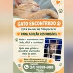 Gatinho de aproximadamente 5 meses está à espera de uma família cheia de amor