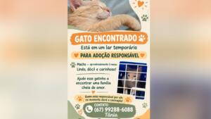 Gatinho de aproximadamente 5 meses está à espera de uma família cheia de amor