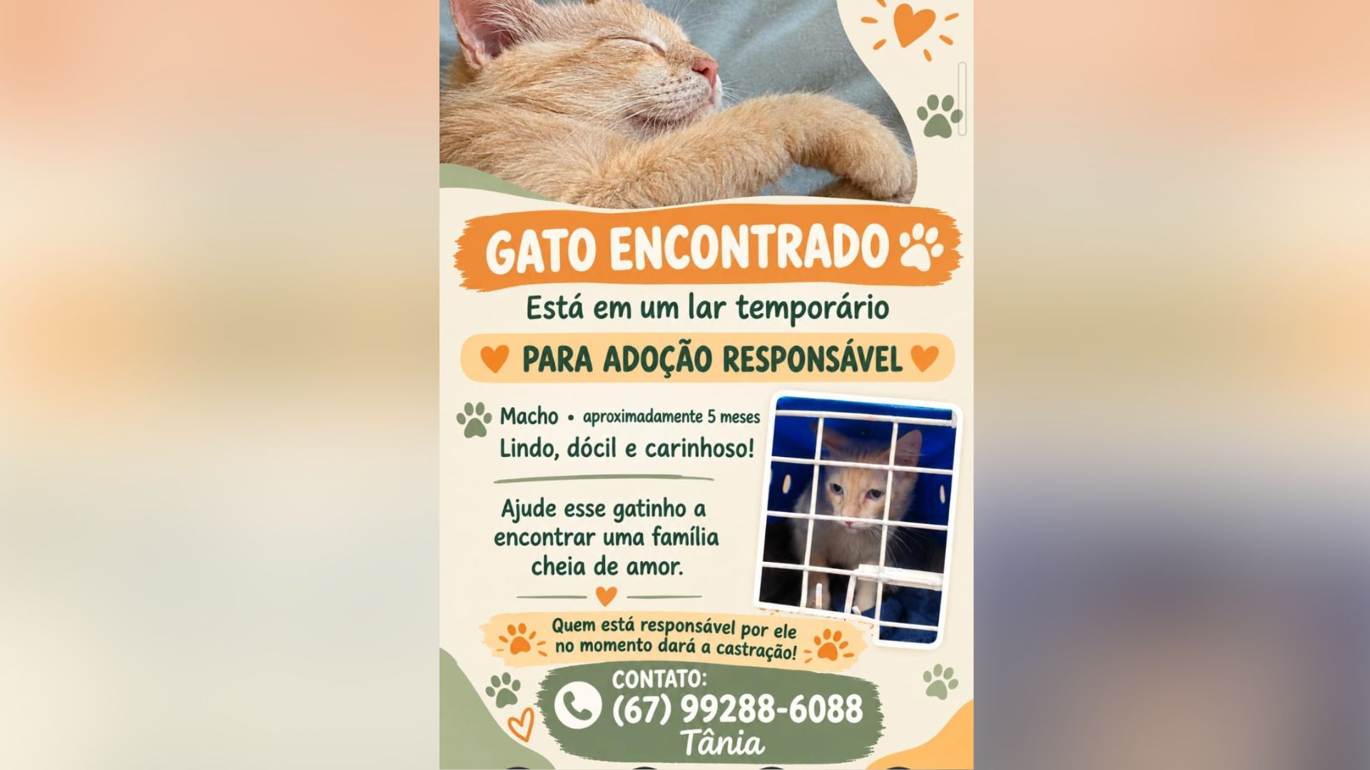 Gatinho de aproximadamente 5 meses está à espera de uma família cheia de amor