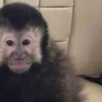 Tutor denuncia morte de macaco-prego que invadiu casas em Salvador: ‘Mataram meu filho’