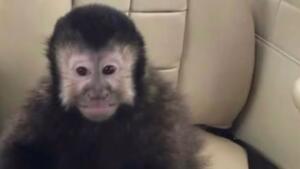 Tutor denuncia morte de macaco-prego que invadiu casas em Salvador: ‘Mataram meu filho’