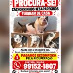 Cachorrinhos desaparecem na região do Lageado e família pede ajuda para encontrá-los
