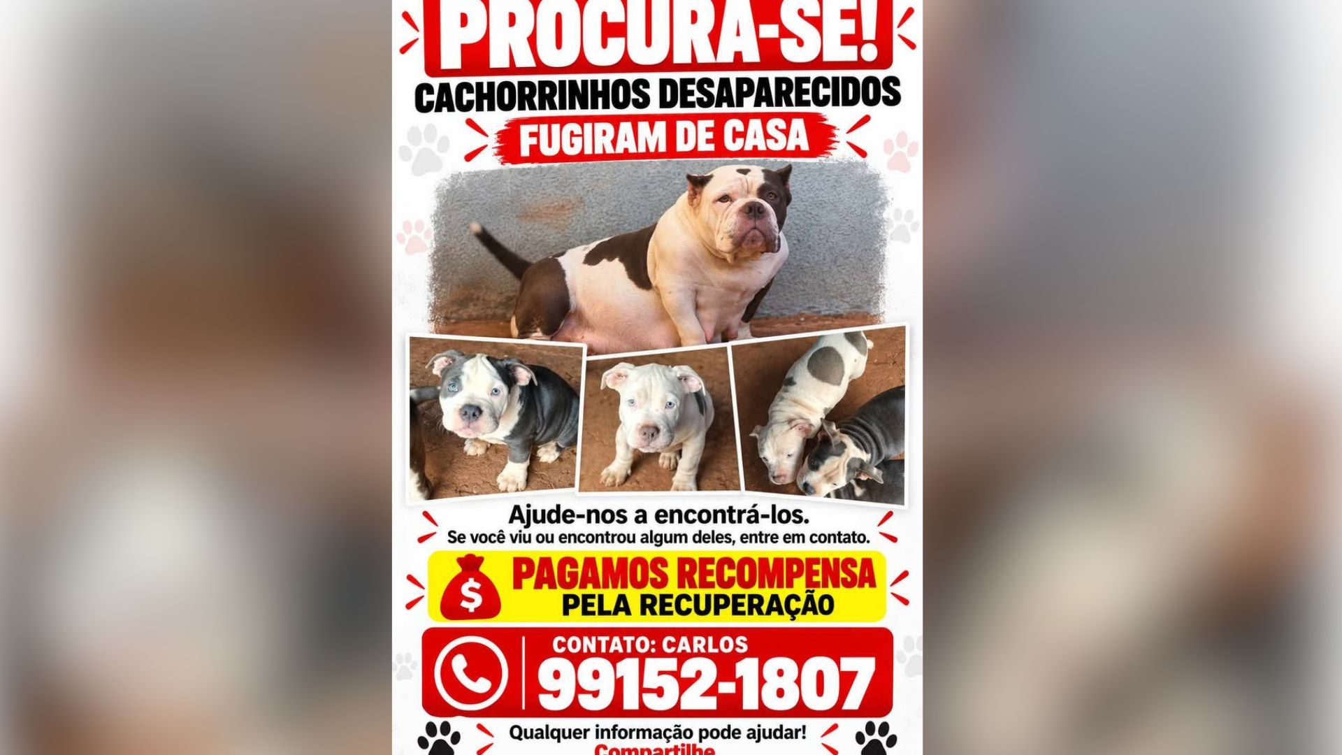 Cachorrinhos desaparecem na região do Lageado e família pede ajuda para encontrá-los