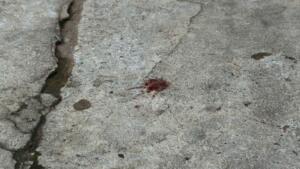Suspeito é preso por arremessar machado na cabeça da ex-companheira em Campo Grande