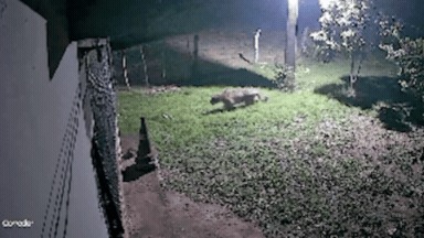 VÍDEO: Onça-pintada é flagrada rondando residência em área rural de Corumbá