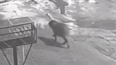 VÍDEO: Capivara aproveita dia chuvoso para fazer ‘tour’ em rua do Tijuca