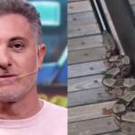 Que susto! Luciano Huck se desespera ao encontrar jiboia em mansão