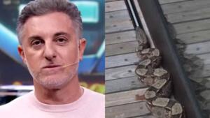 Que susto! Luciano Huck se desespera ao encontrar jiboia em mansão