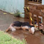 Cachorro é morto a tiros pela PM após atacar populares em Campo Grande
