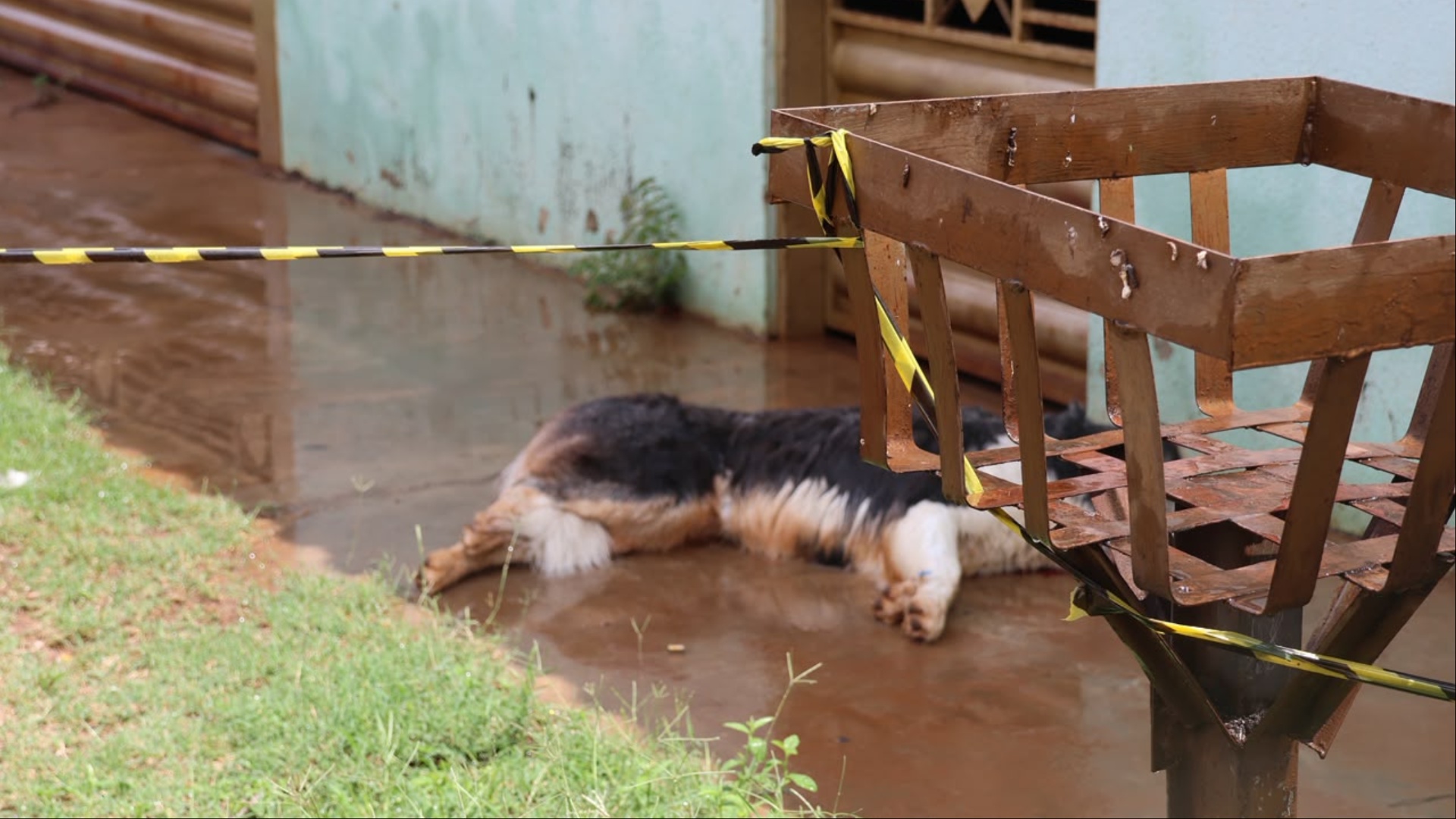Cachorro é morto a tiros pela PM após atacar populares em Campo Grande