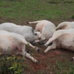 Touros morrem após queda de cabo e choque elétrico em Ribas do Rio Pardo
