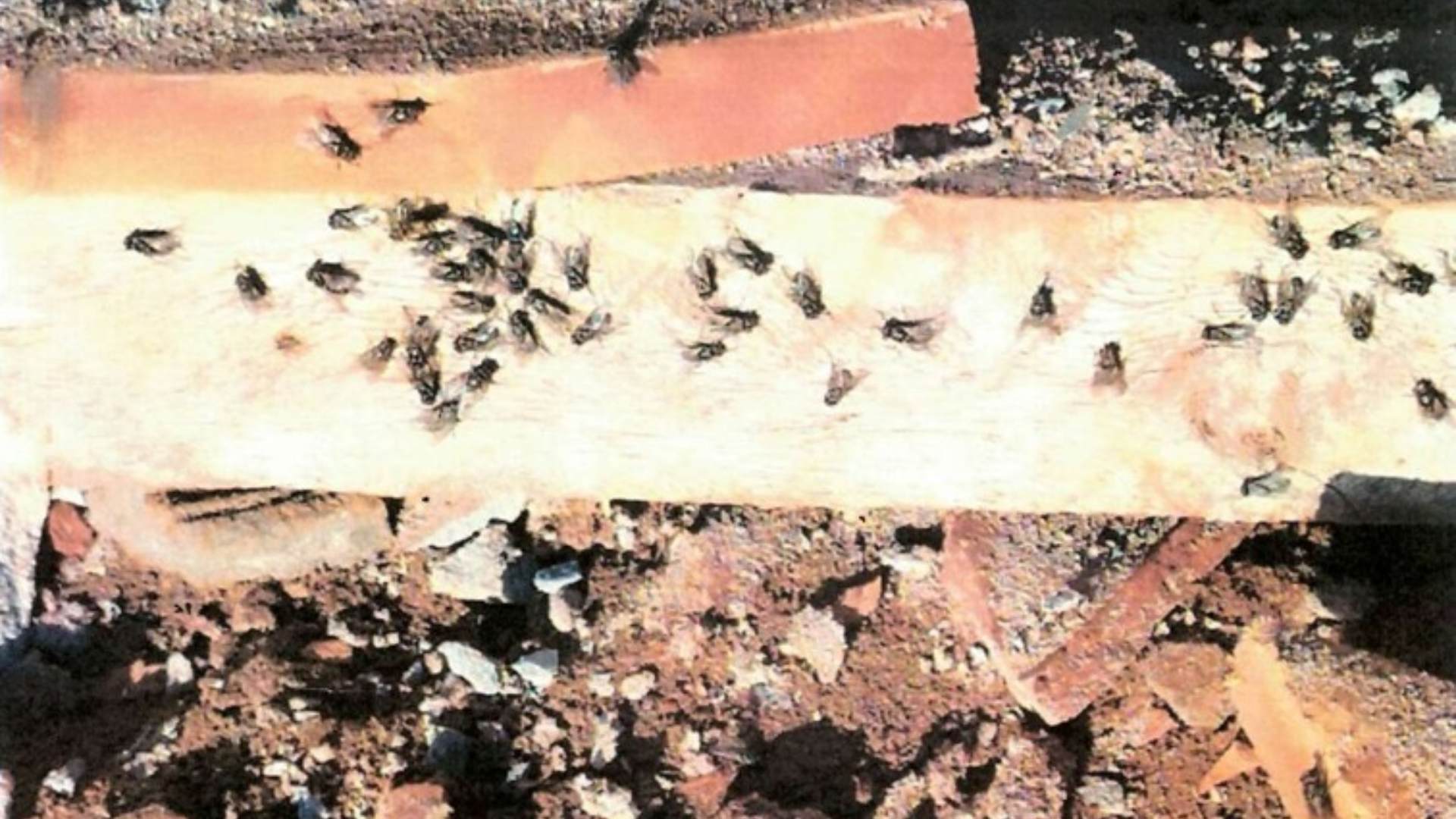 Infestação de mosca em granja