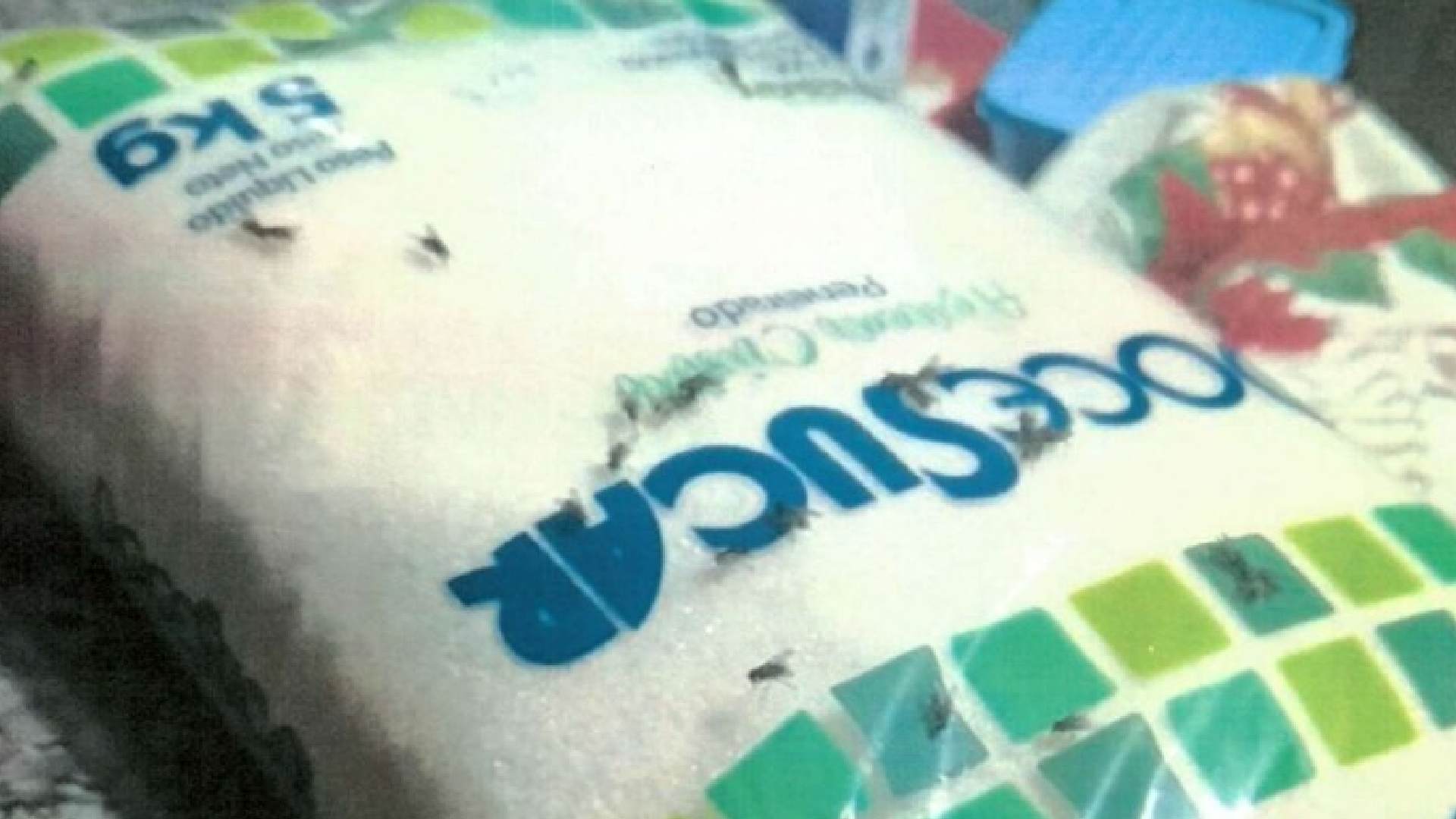Infestação de mosca em granja