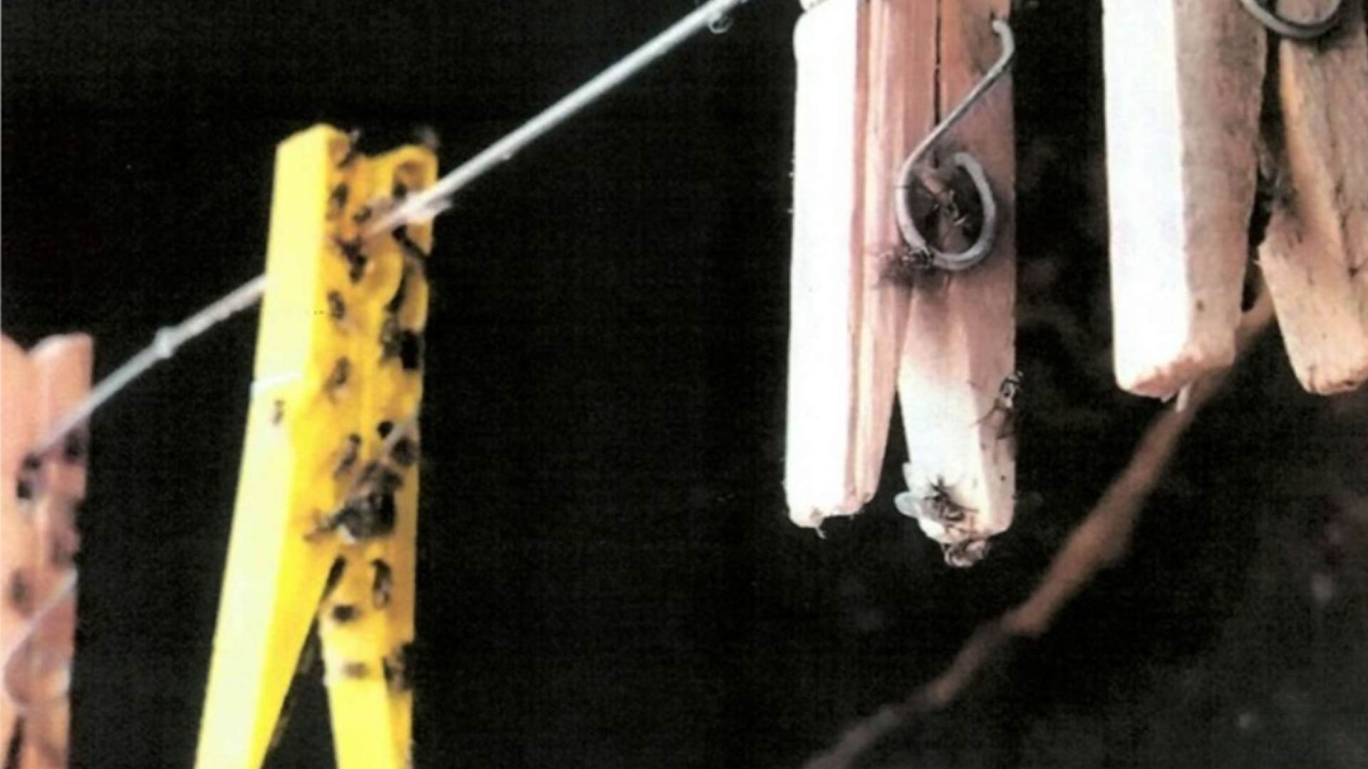 Infestação de mosca em granja