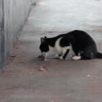 ‘Tom & Jerry’ da vida real? Gato é flagrado ‘brincando’ com rato em Campo Grande