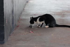 ‘Tom & Jerry’ da vida real? Gato é flagrado ‘brincando’ com rato em Campo Grande