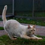 MS contabiliza mais de 14,2 mil animais domésticos cadastrados no SinPatinhas e 11 mil tutores
