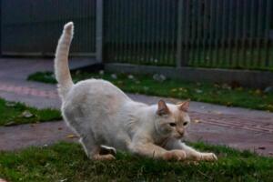 MS contabiliza mais de 14,2 mil animais domésticos cadastrados no SinPatinhas e 11 mil tutores