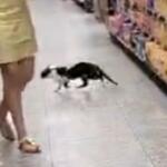 ‘Acho que vi um gatinho’: peludinho vai às compras em Campo Grande