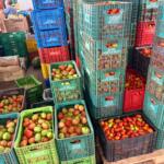 Alface, cebola e tomate ficam mais caros no Ceasa-MS; cenoura cai 11%