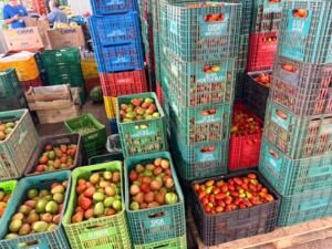 Alface, cebola e tomate ficam mais caros na Ceasa-MS; cenoura cai 11%