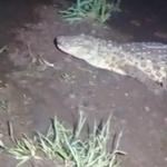 VÍDEO: PMA resgata jacaré-de-papo-amarelo camuflado em madeiras de caldeira