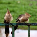 Volta a chover em Campo Grande na tarde desta sexta e clima deve permanecer instável