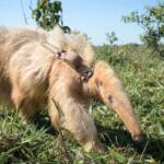 Passa protetor solar? Veterinário explica monitoramento especial de tamanduá albino de MS