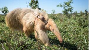 Passa protetor solar? Veterinário explica monitoramento especial de tamanduá albino de MS