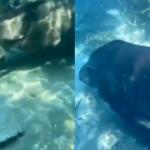 Anta atravessa passeio e mostra talento em caminhada aquática em Bonito