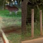 Passeando à noite? Anta para o trânsito no Parque dos Poderes
