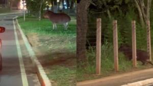 Passeando à noite? Anta para o trânsito no Parque dos Poderes