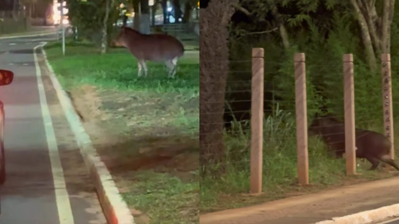 Passeando à noite? Anta para o trânsito no Parque dos Poderes