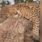 Fazendo as coisinhas de gatinho: onça Aracy tira soneca em árvore no Pantanal