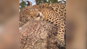 Fazendo as coisinhas de gatinho: onça Aracy tira soneca em árvore no Pantanal