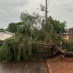 Temporal com fortes derruba árvores e destelha casas em Amambai