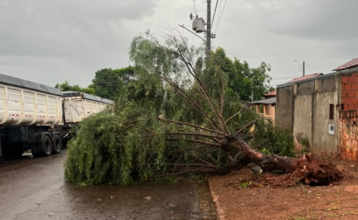 Temporal derruba árvores e destelha casas em Amambai
