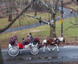 Nova York aprova fim das carruagens puxadas por cavalos e encerra operação de mais de 150 anos no Central Park