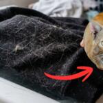 Sua roupa tá cheia? Veterinária de MS revela por que gatos perdem mais pelo nesta época do ano