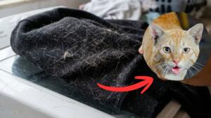 Sua roupa tá cheia? Veterinária de MS revela por que gatos perdem mais pelo nesta época do ano