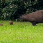 Fofura! Bebês capivara roubam a cena no Pantanal de MS