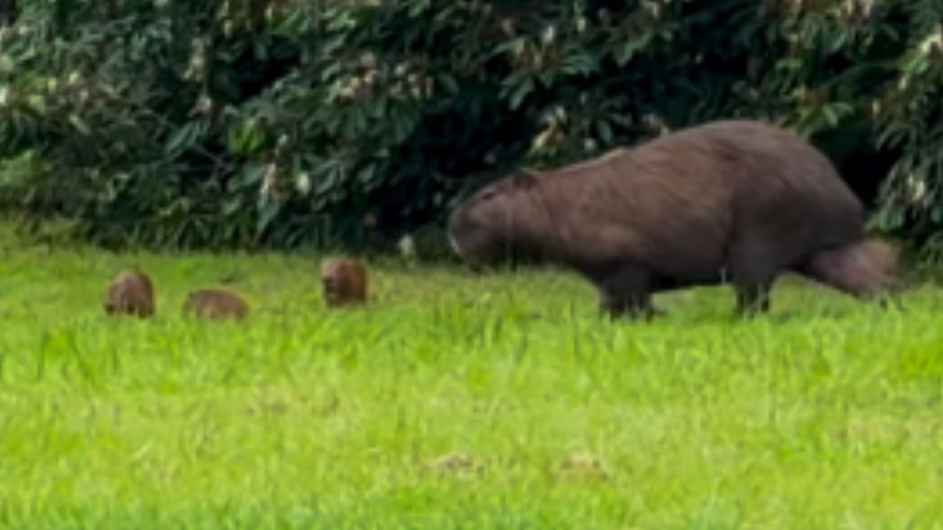 Fofura! Bebês capivara roubam a cena no Pantanal de MS