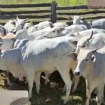 52 cabeças de gado desaparecem em fazenda de São Gabriel do Oeste