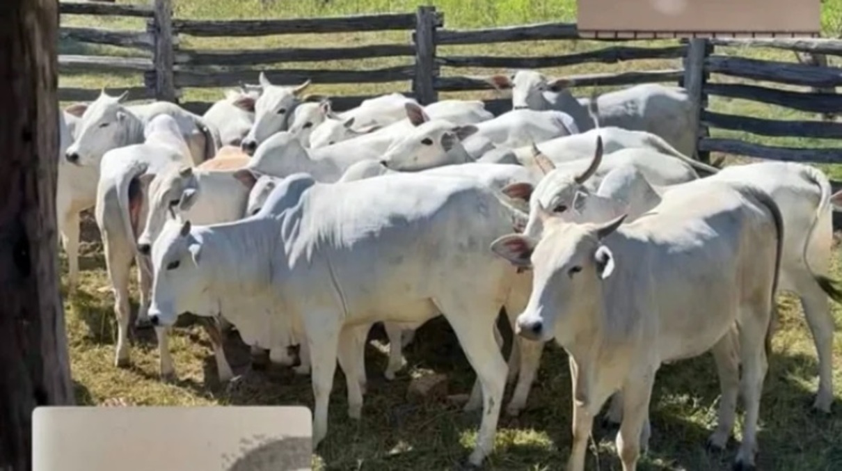 52 cabeças de gado desaparecem em fazenda de São Gabriel do Oeste